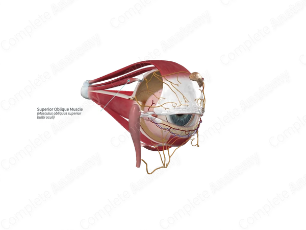 Superior Oblique Muscle