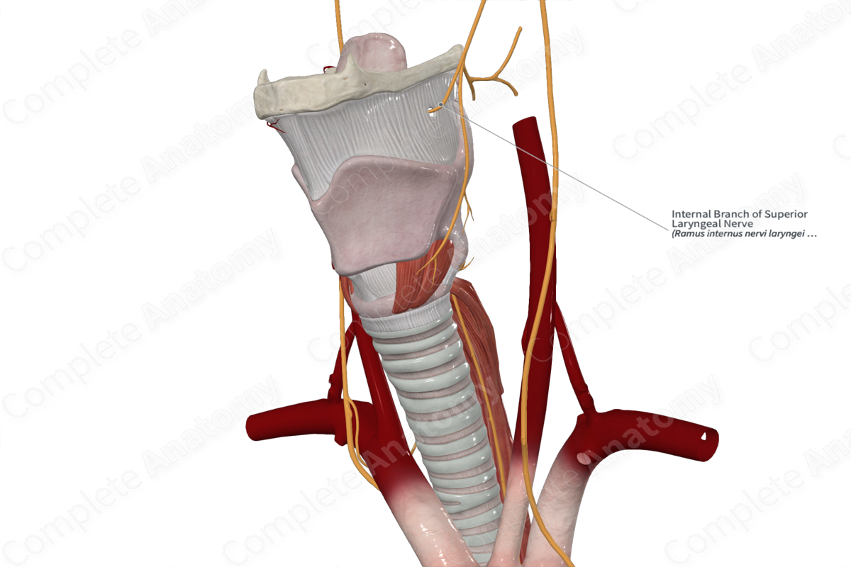 Internal Branch of Superior Laryngeal Nerve 