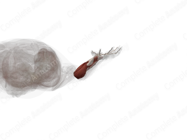 Anterior Compartment of Forearm (Left)