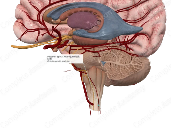 Posterior Spinal Artery (Cervical; Left)