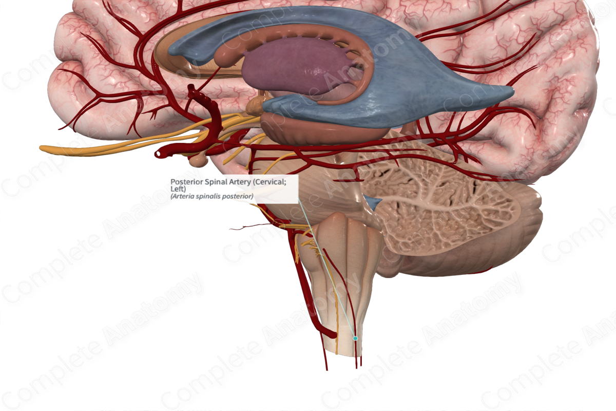Posterior Spinal Artery (Cervical; Left)