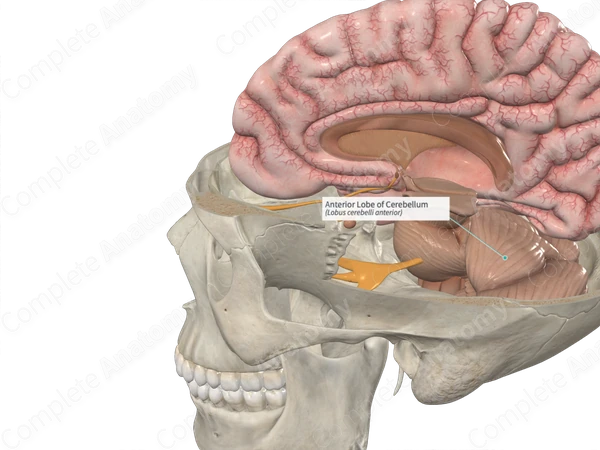 Anterior Lobe of Cerebellum