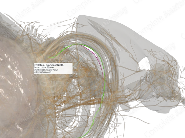 Collateral Branch of Ninth Intercostal Nerve (Left)