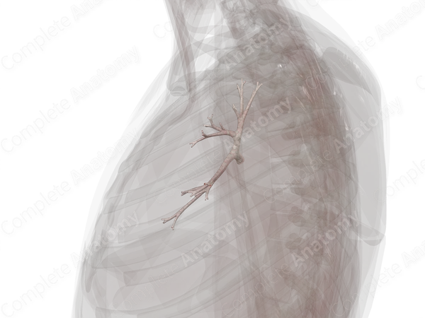 Bronchi of Superior Lobe of Left Lung