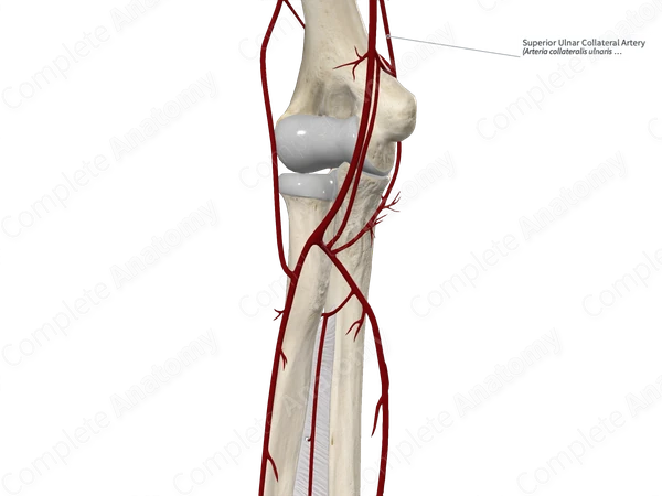 Superior Ulnar Collateral Artery