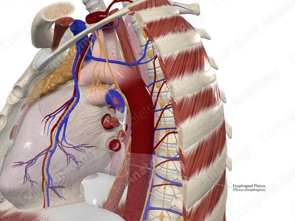 Esophageal Plexus
