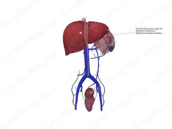 Circular Muscular Layer of Stomach (Anterior)