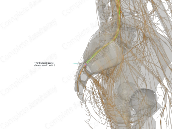 Third Sacral Nerve (Right)