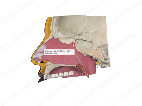 Musculus Uvulae (Right Half)