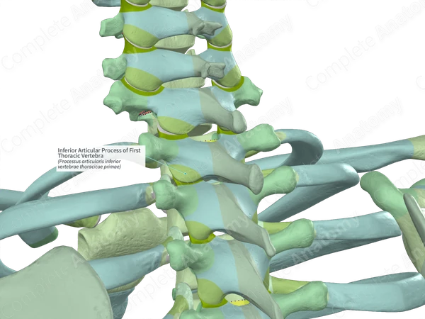 Inferior Articular Process of First Thoracic Vertebra (Right)