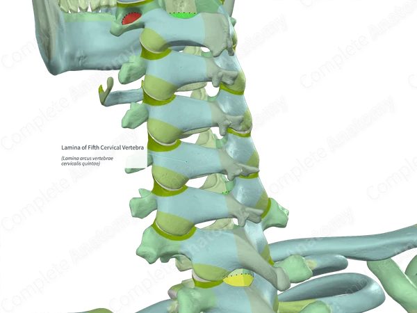 Lamina of Fifth Cervical Vertebra (Left)