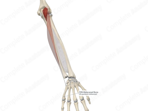 Fifth Metacarpal Bone