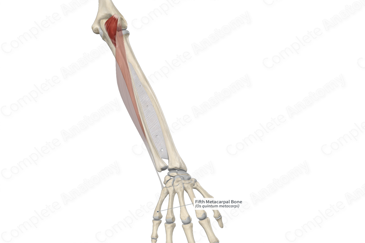 Fifth Metacarpal Bone 