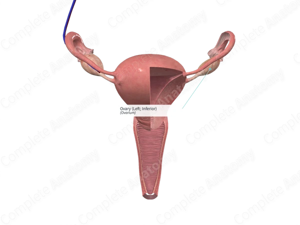 Ovary (Left; Inferior)