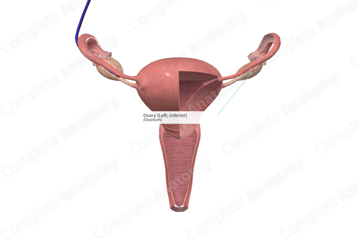 Ovary (Left; Inferior)