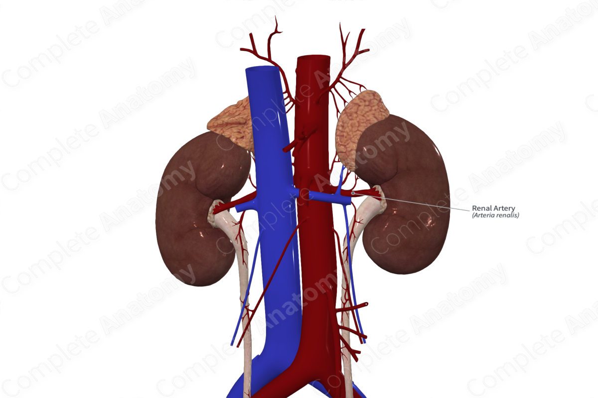 Renal Artery 