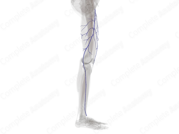 Superficial Veins of Femoral Region (Left)