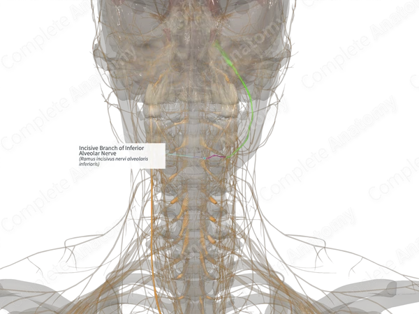 Incisive Branch of Inferior Alveolar Nerve (Left)