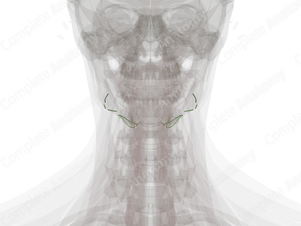 Submandibular Lymph Vessels