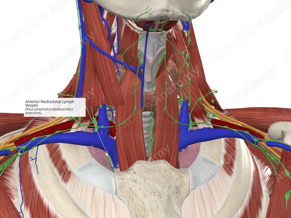 Anterior Mediastinal Lymph Vessels