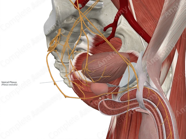 Vesical Plexus
