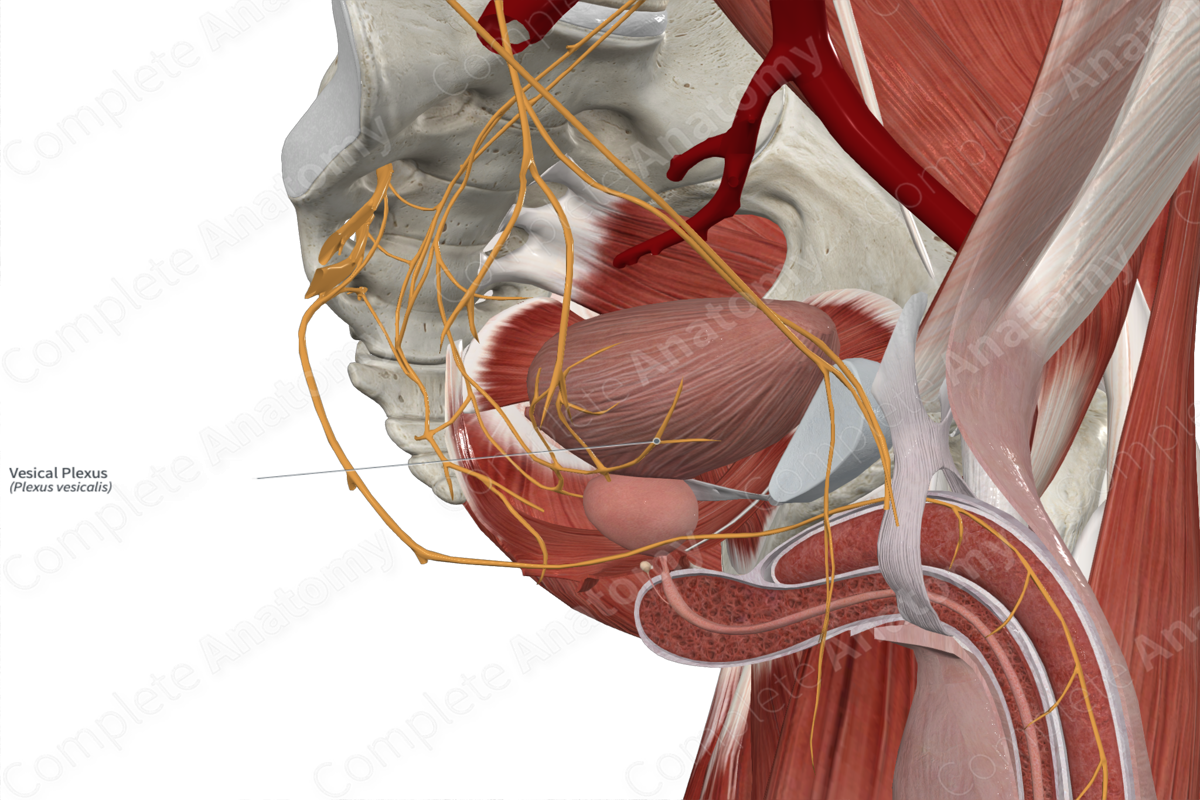 Vesical Plexus 