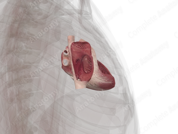 Chambers of Heart