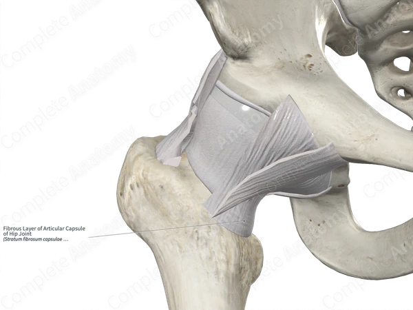 Fibrous Layer of Articular Capsule of Hip Joint 