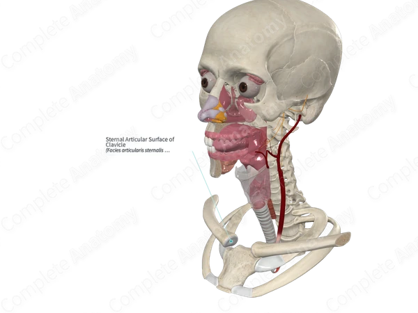 Sternal Articular Surface of Clavicle