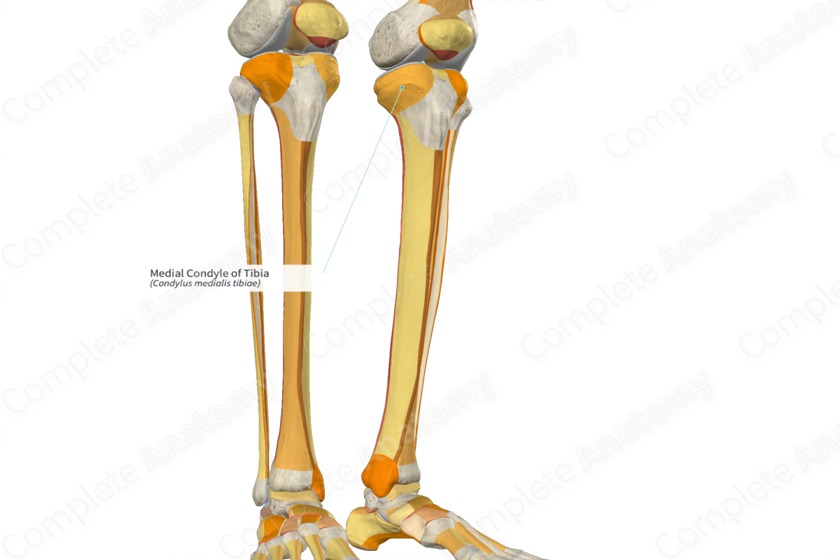 Medial Condyle of Tibia