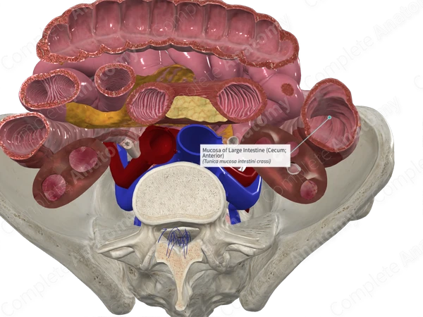 Mucosa of Large Intestine (Cecum; Anterior)
