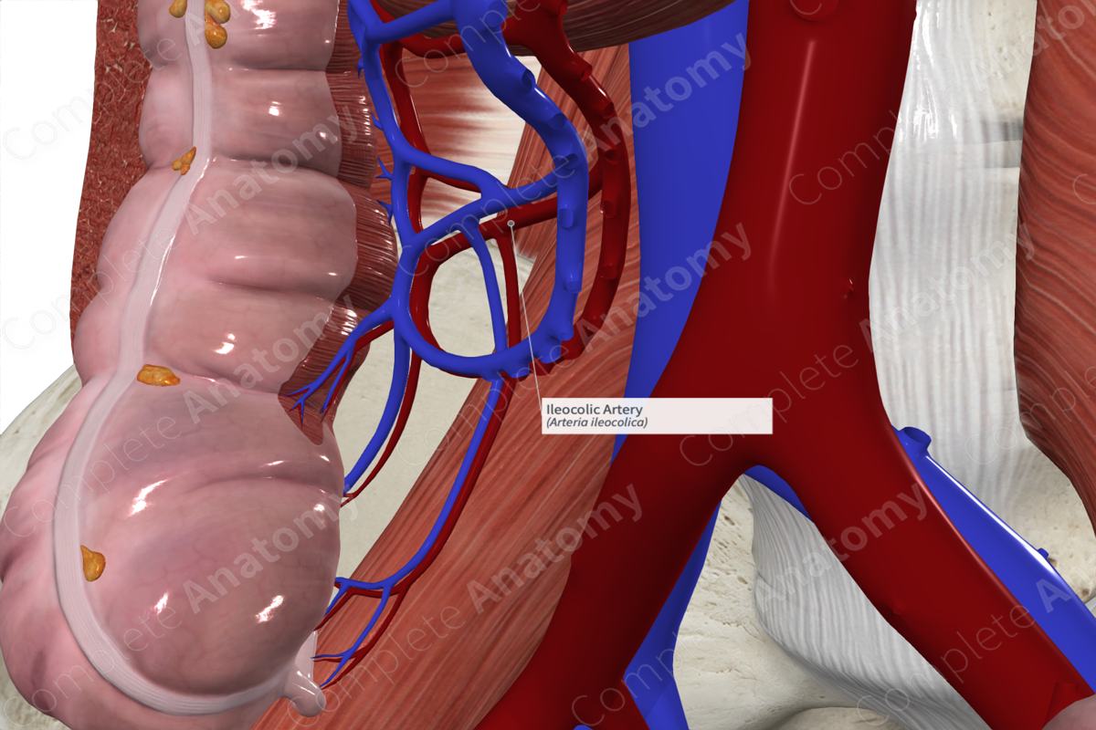 Ileocolic Artery