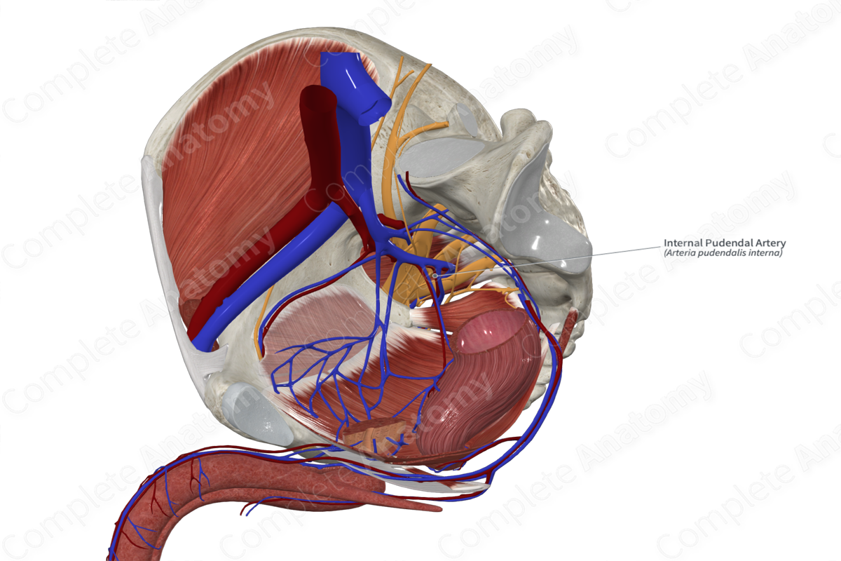 Internal Pudendal Artery 