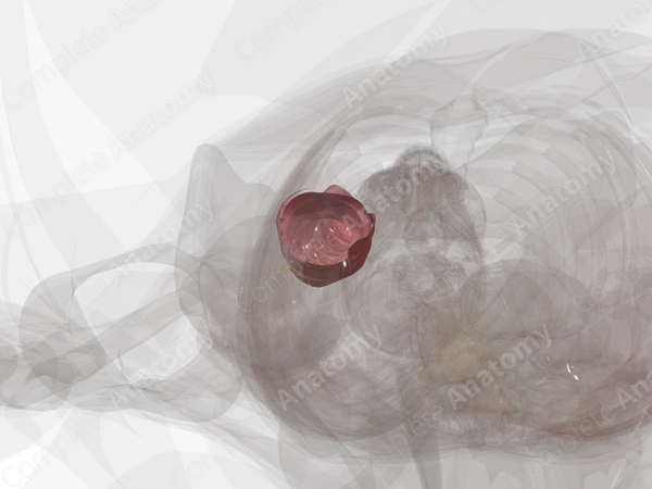 Ascending Colon