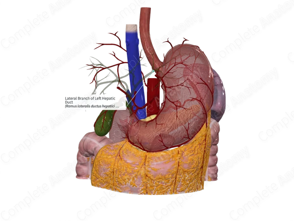 Lateral Branch of Left Hepatic Duct
