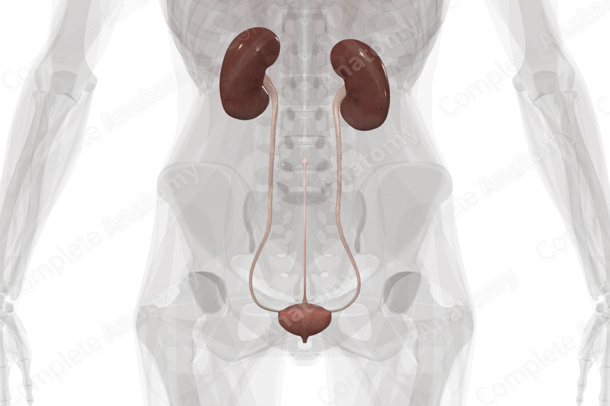 Urinary System