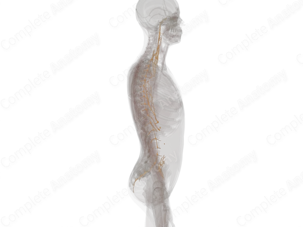Thoracolumbar Part of Autonomic Division