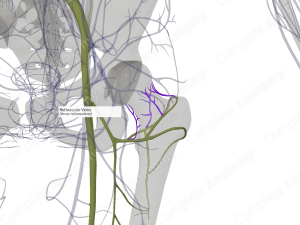 Retinacular Veins (Left)