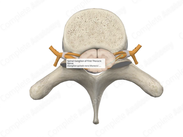 Spinal Ganglion of First Thoracic Nerve