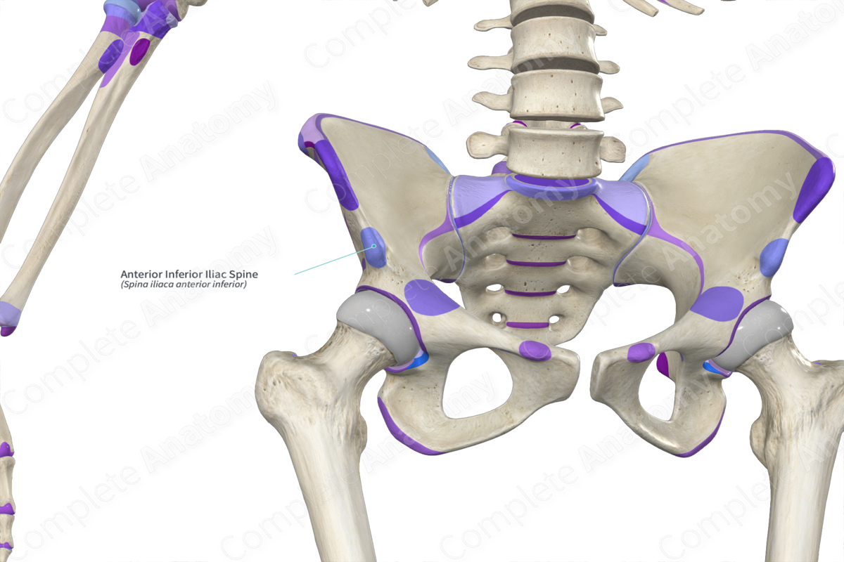 anterior-inferior-iliac-spine-complete-anatomy