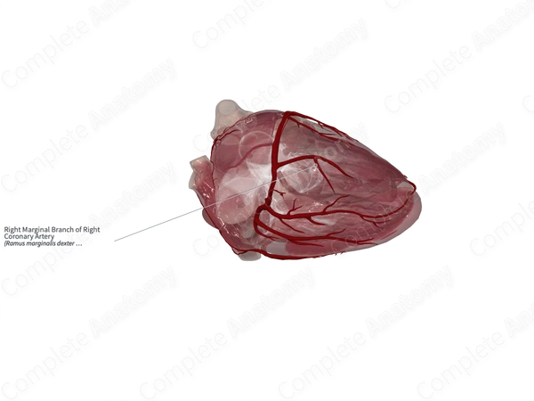 Right Marginal Branch of Right Coronary Artery