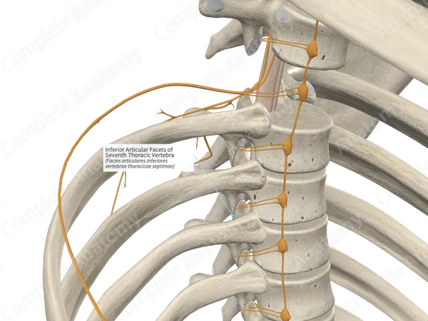 Inferior Articular Facets of Seventh Thoracic Vertebra | Complete Anatomy