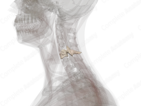Fifth Cervical Vertebra