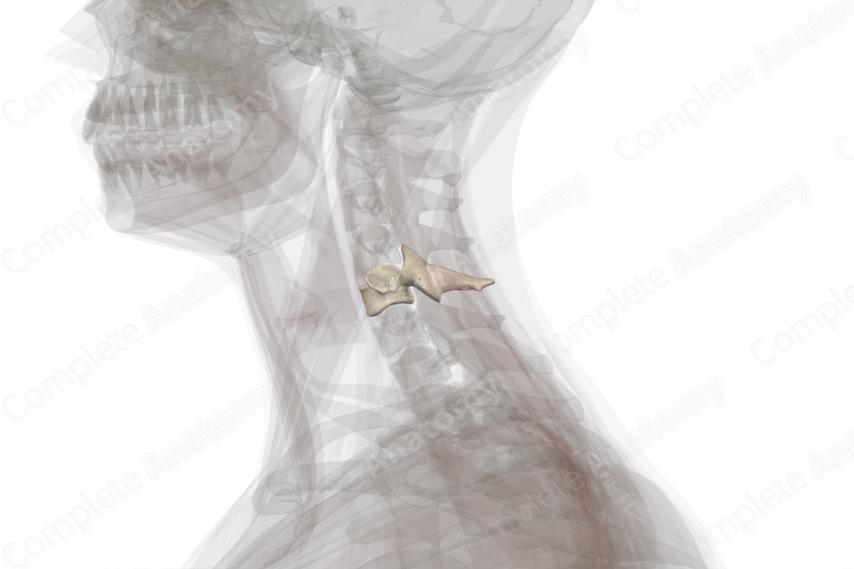 Fifth Cervical Vertebra