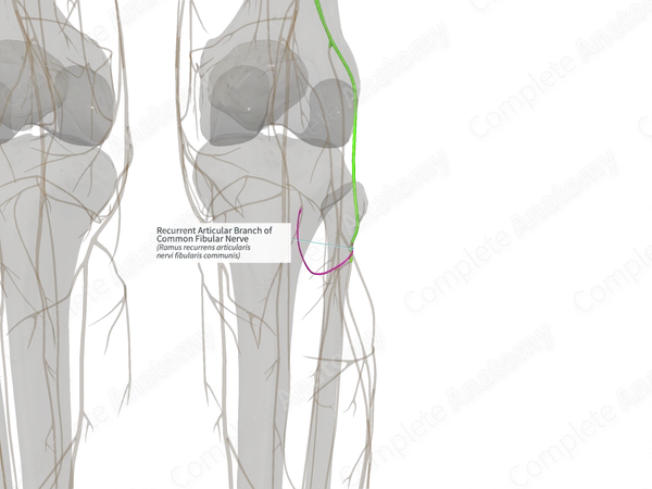 Recurrent Articular Branch of Common Fibular Nerve (Left)