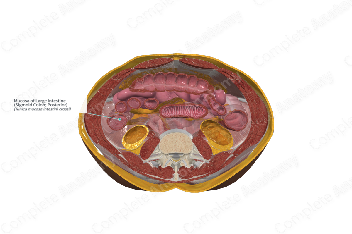 Mucosa of Large Intestine (Sigmoid Colon; Posterior)