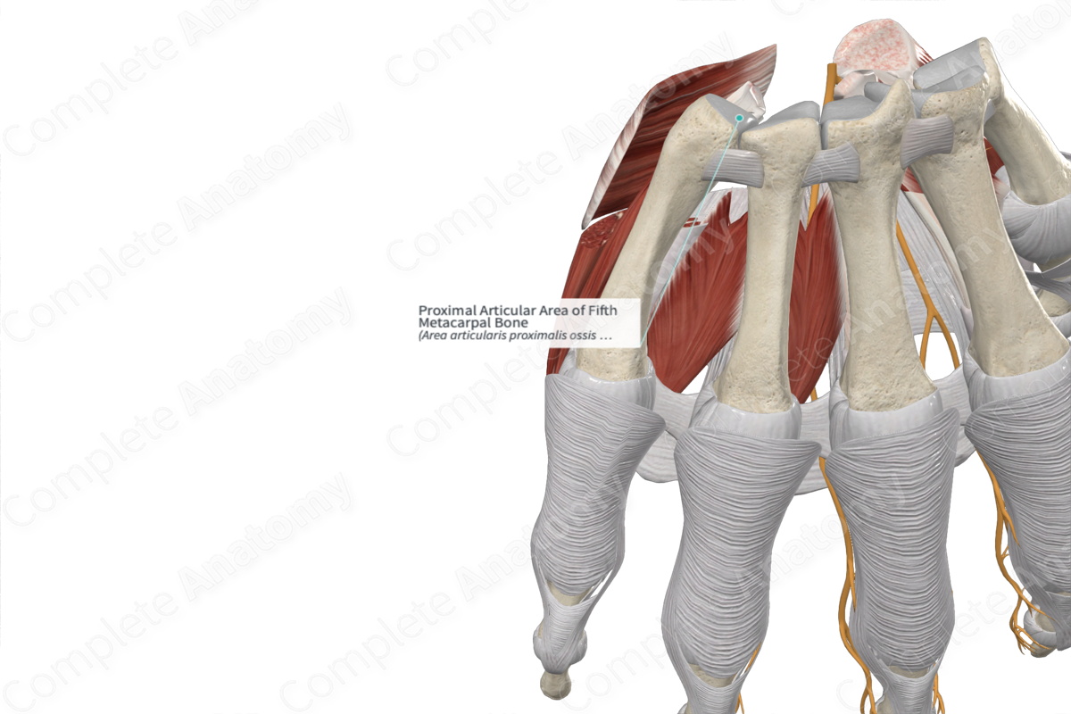 Proximal Articular Area of Fifth Metacarpal Bone 