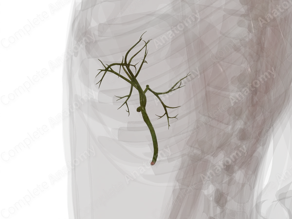 Extrahepatic Bile Ducts
