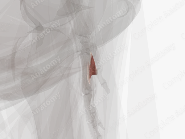 Adductor Pollicis (Left)