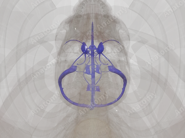 Dural Venous Sinuses